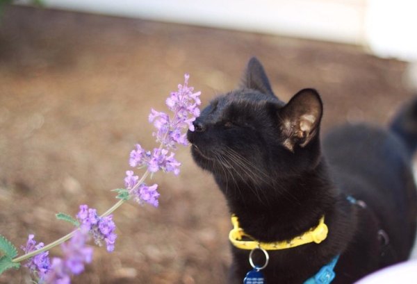 Скоро Весна