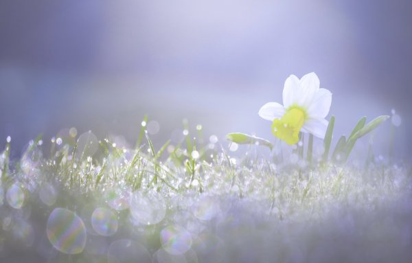 Весенние лучи солнца