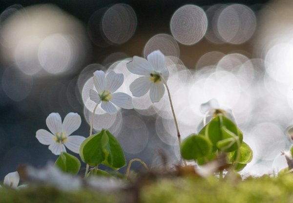 Весенние мотивы