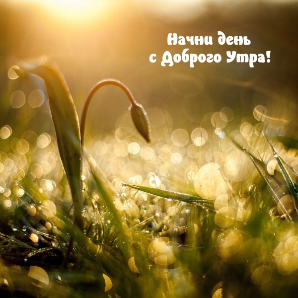 Роса на траве