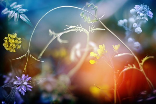 Свет и цвет в природе