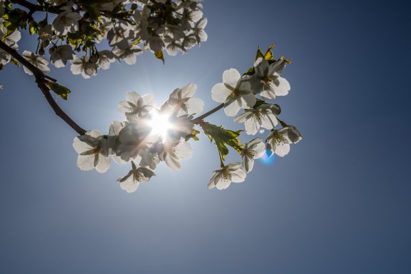 Цветущая яблоня в лучах солнца