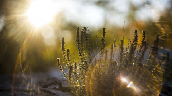 Природа лучи солнца