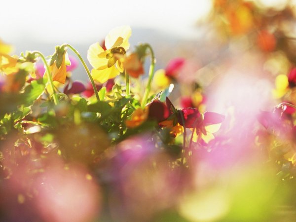 Небесные цветы