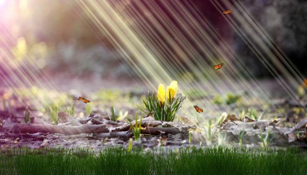 Весна Верба