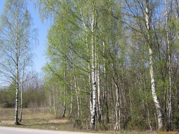 Береза ранней весной