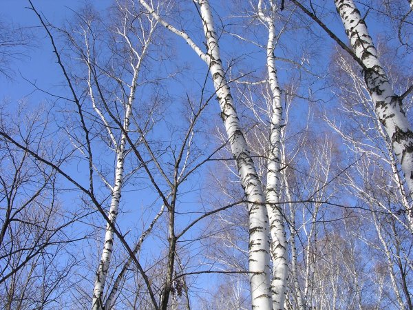 Береза весной