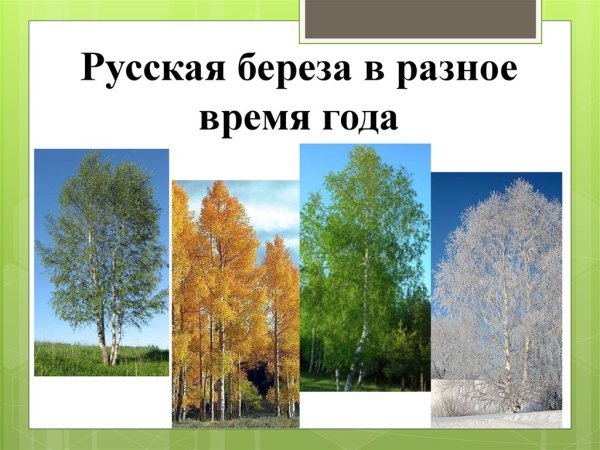 Береза летом и осенью