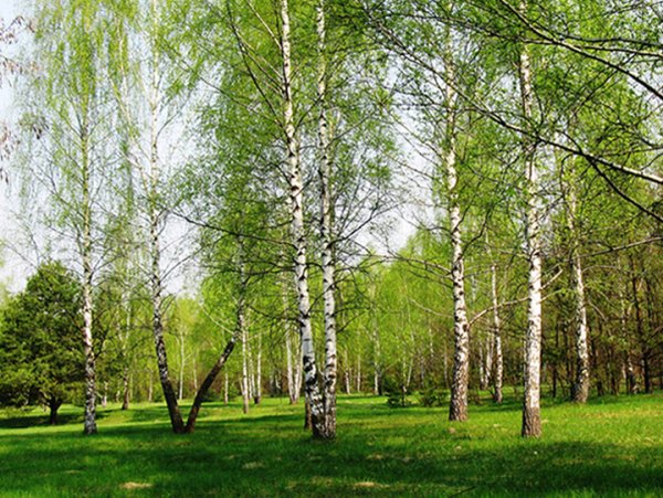 Березовые Рощи на Алтае
