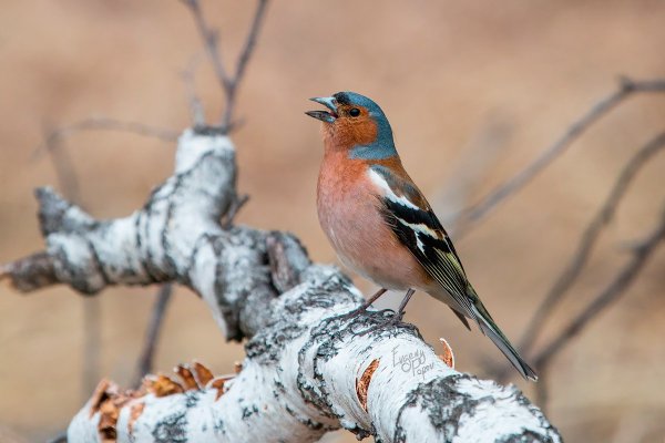 Птичка Зяблик