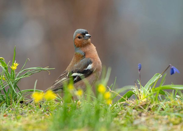 Певчие птицы Подмосковья Зяблик