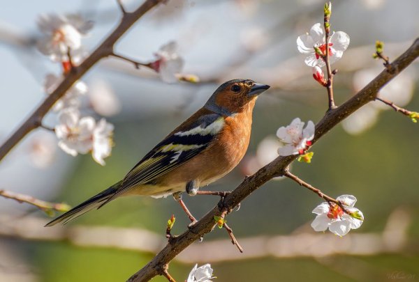 Весенние птицы Зяблик