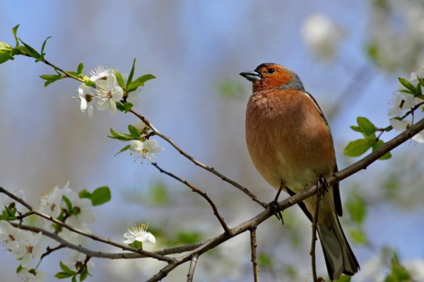 Зяблик цветок