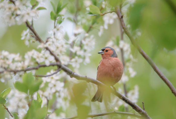 Весенние птицы Зяблик