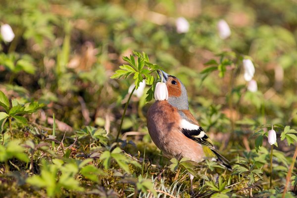 Птицы Весна зяблики