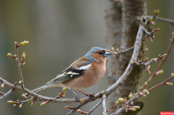 Обыкновенный Зяблик голос