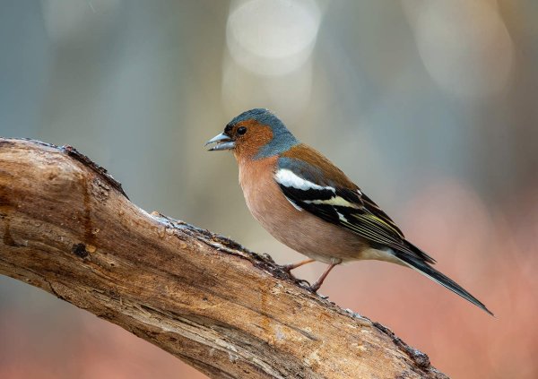 Горный Зяблик