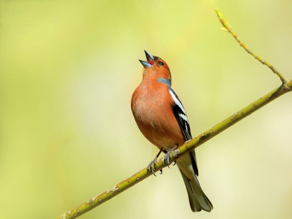 Певчие птицы Зяблик