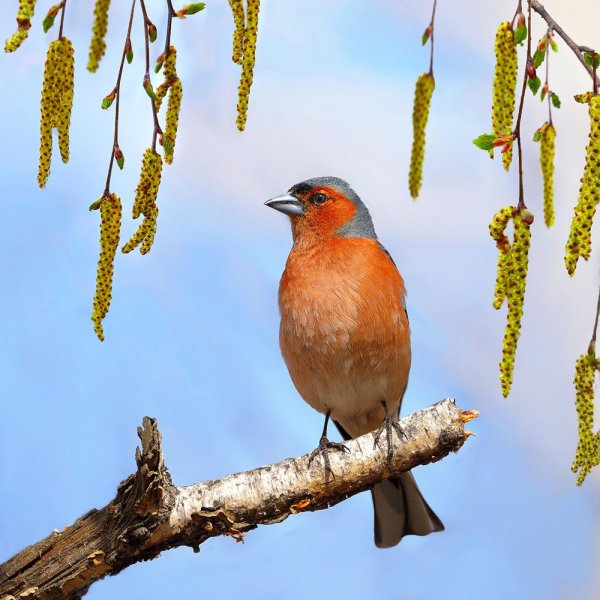 Певчие птицы Зяблик