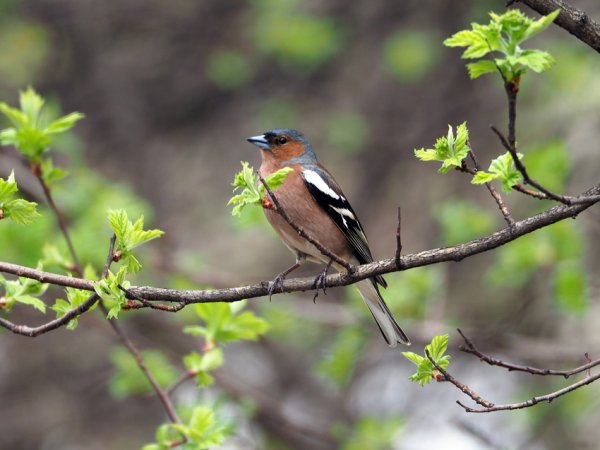 Зяблик весной