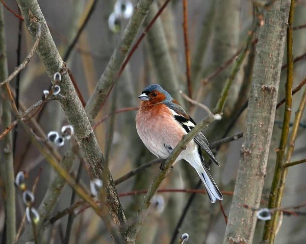 Птичка на вербе