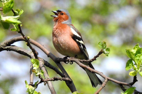 Певчие птицы Зяблик
