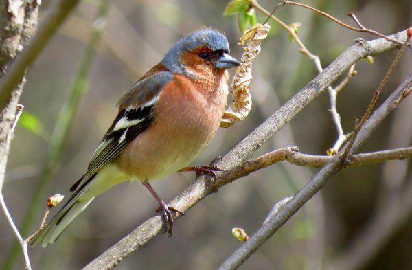 Гульдовский Зяблик