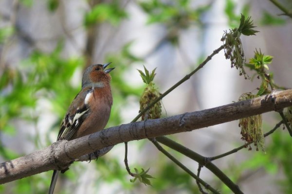 Зяблик на яблоне