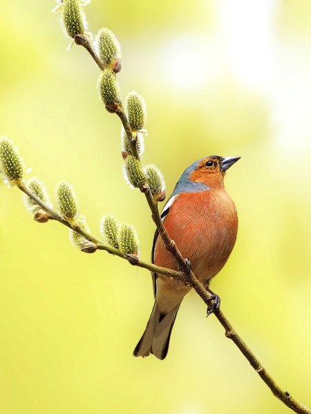 Весенние птицы Зяблик