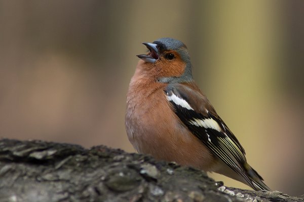 Гирканский Зяблик