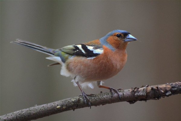 Зяблик определитель