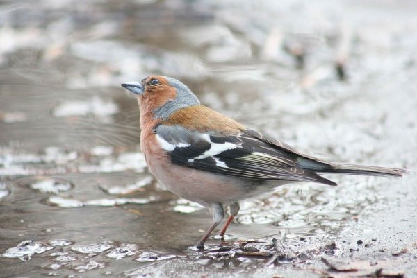 Певчие птицы Подмосковья Зяблик