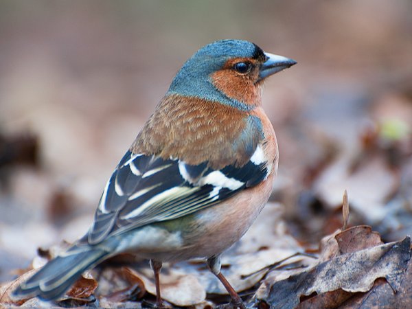Зяблики в Курской области