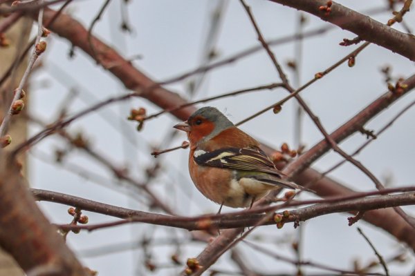 Рябиновый Зяблик