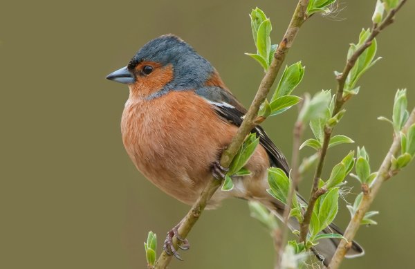 Иволга и Зяблик