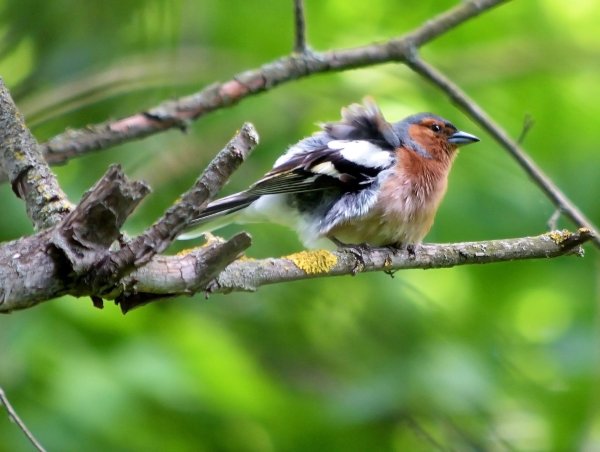 Таёжный Зяблик