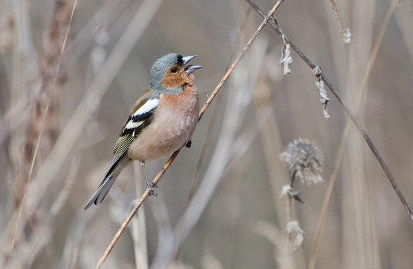 Весенние птицы Зяблик