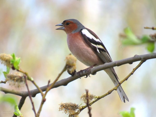 Обыкновенный Зяблик голос