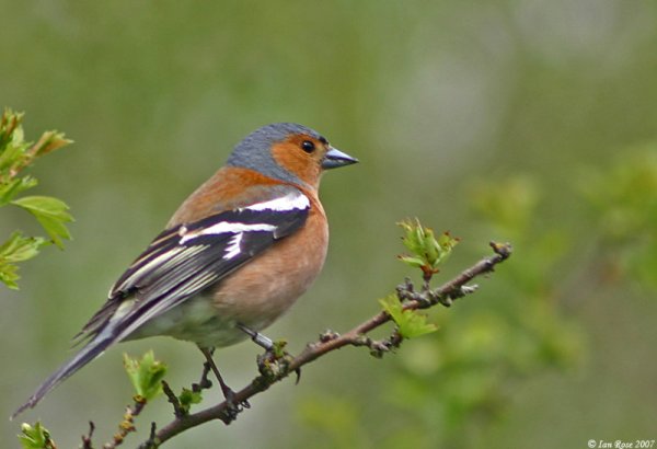 Зяблик рюмит