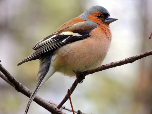 Певчие птицы Зяблик