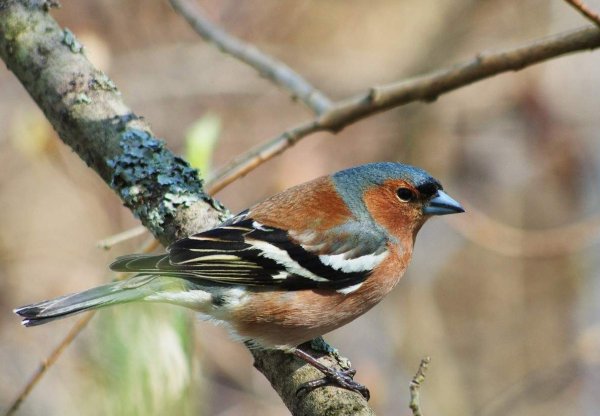 Певчие птицы Зяблик