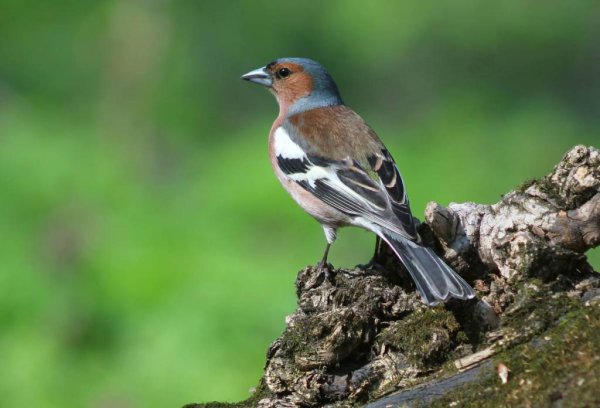 Зяблик (fringílla COÉLEBS)