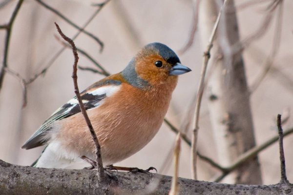 Таёжный Зяблик