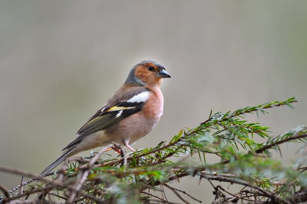 Отряд зяблики