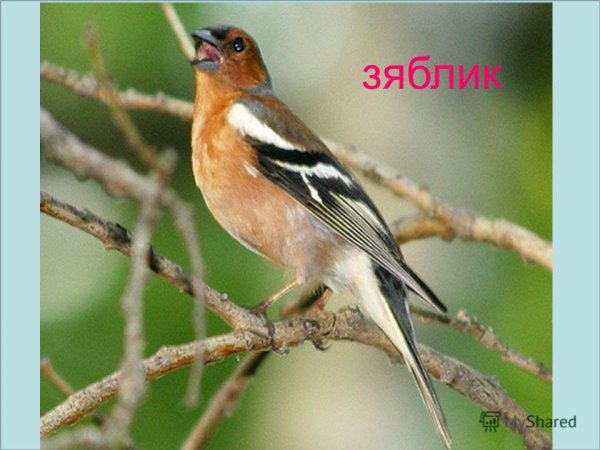 Коричневая птица с белой грудкой