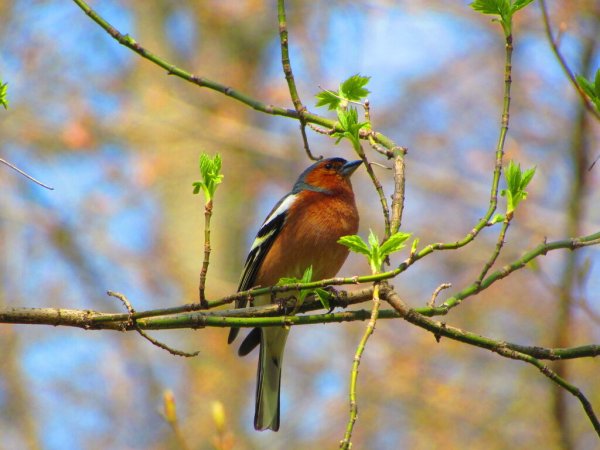 Зяблик птичка весной