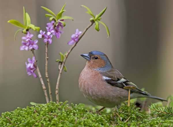 Птичка Зяблик