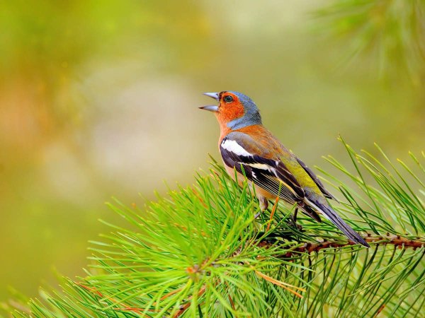 Зяблик Лесной