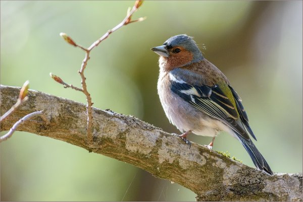 Обыкновенный Зяблик