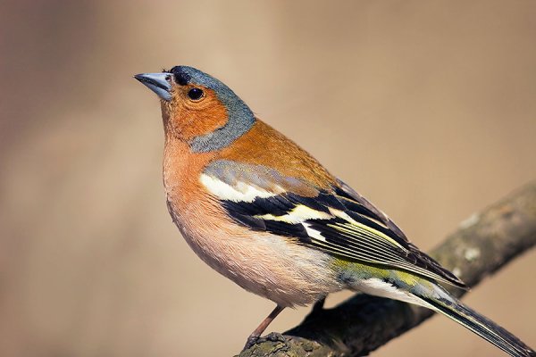 Голдианский Зяблик